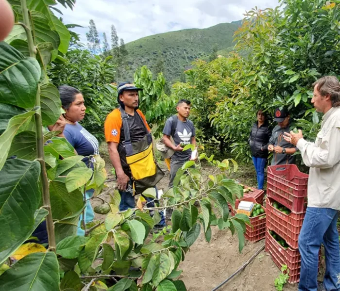 Asesoramiento e Implementación de Normas Internacionales para Cultivos de Agroexportación Convencional-2