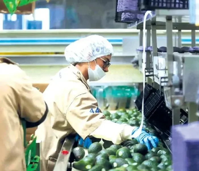 Asesoramiento e Implementación de Normas Internacionales para Cultivos de Agroexportación Convencional-4